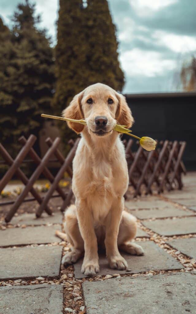 Pets in Recovery Housing