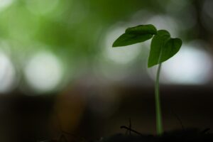 Employer-Sponsored Treatment Benefits vs. Nonprofit Assistance